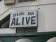 DINING BAR ALIVE̎ʐ^